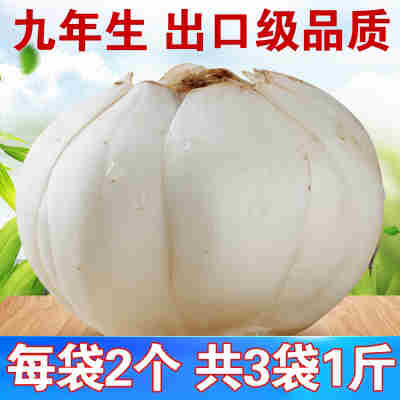 9年生甘肃土特产兰州新鲜甜百合500g两头皇农家食用非百合干
