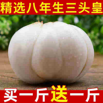 兰州鲜甜百合500g新挖百合新鲜食用甘肃非干货生白合干特产级包邮