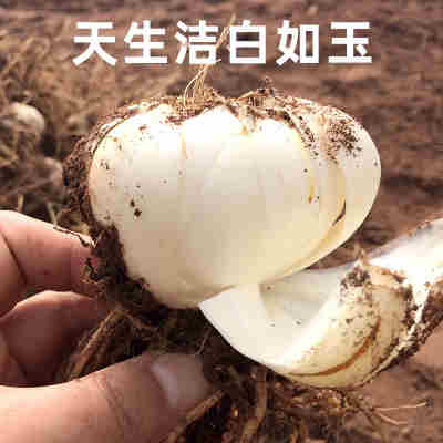 兰州鲜甜百合500g新挖百合新鲜食用甘肃非干货生白合干特产级包邮