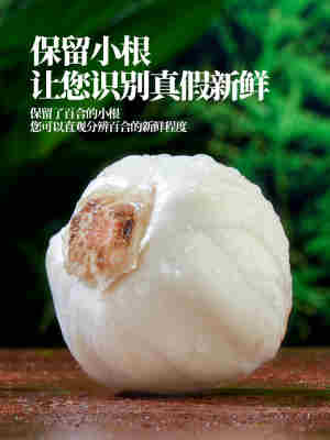 甘肃兰州百合新挖新鲜百合500g新鲜食用生甜白合非干货特产级包邮